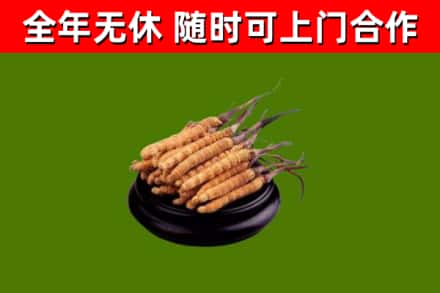海口烟酒回收冬虫夏草.jpg